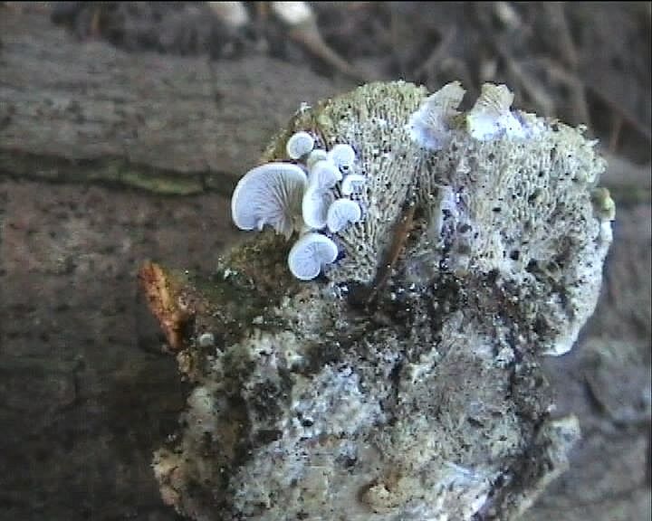 Winkel ( FRA ) 28.08.2004   2 Serie